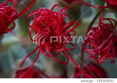 Crimson Bottle Brush Flower Close Up Macro Shot Crimson Bottle Brush Flower Close Up Macro Shot 139163831