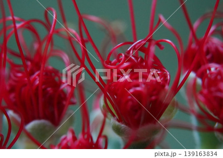 Crimson Powderpuff Flower Close Up Crimson Powderpuff Flower Close Up 139163834