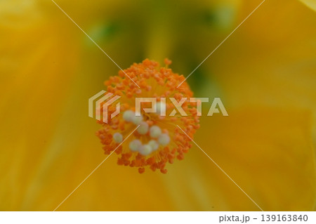 Hibiscus Flower Macro Detail of Pollen and Petals Hibiscus Flower Macro Detail of Pollen and Petals 139163840