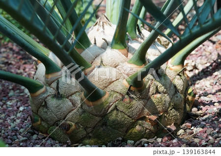 Dioon Edule Closeup Tropical Plant in Garden 139163844