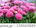 可愛いヒナギクピンクの花 139163849