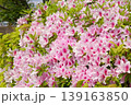 ヒラドツツジの花 139163850