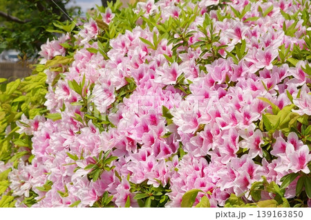 ヒラドツツジの花 139163850