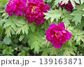 見ごろとしおれた牡丹の花の対比 139163871
