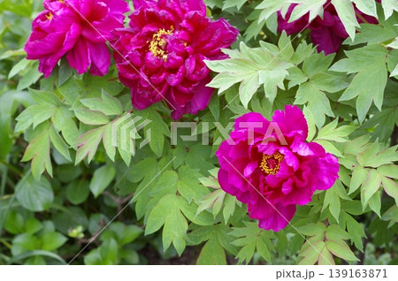 見ごろとしおれた牡丹の花の対比 見ごろとしおれた牡丹の花の対比 139163871