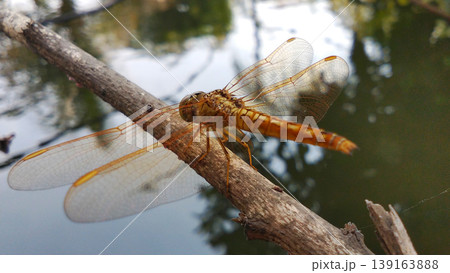 Transparent-Winged Orange Dragonfly Perched on a Branch Transparent-Winged Orange Dragonfly Perched on a Branch 139163888