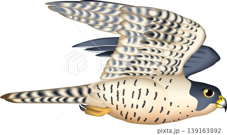 かわいい野鳥イラスト 「ハヤブサ」飛行 白背景・単体、ベクター形式 かわいい野鳥イラスト 「ハヤブサ」飛行 白背景・単体、ベクター形式 139163892
