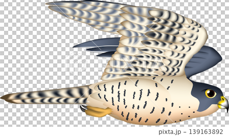 可愛的野生鳥類插圖:飛行中的遊隼,白色背景,單隻鳥,向量格式。 可愛的野生鳥類插圖:飛行中的遊隼,白色背景,單隻鳥,向量格式。 139163892