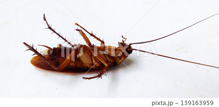 A dead cockroach lay on its back on a white surface. 139163959