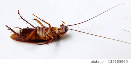 A dead cockroach lay on its back on a white surface. A dead cockroach lay on its back on a white surface. 139163960