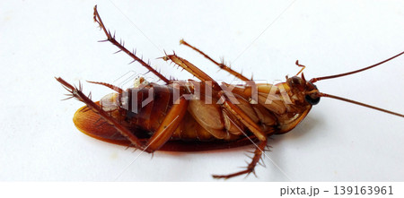 A dead cockroach lay on its back on a white surface. 139163961