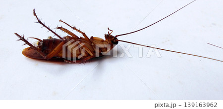 A dead cockroach lay on its back on a white surface. A dead cockroach lay on its back on a white surface. 139163962