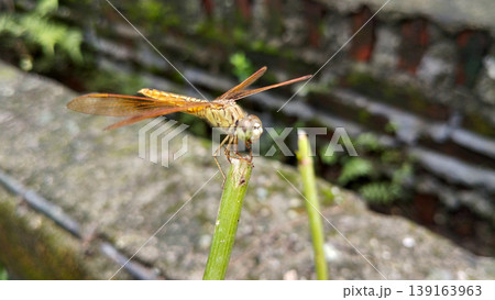 Golden Dragonfly Perched on Green Stem in Outdoor Natural Environment Golden Dragonfly Perched on Green Stem in Outdoor Natural Environment 139163963