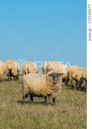 Herd of sheep grazing on pasture Herd of sheep grazing on pasture 139164077