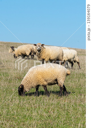Herd of sheep grazing on pasture Herd of sheep grazing on pasture 139164079