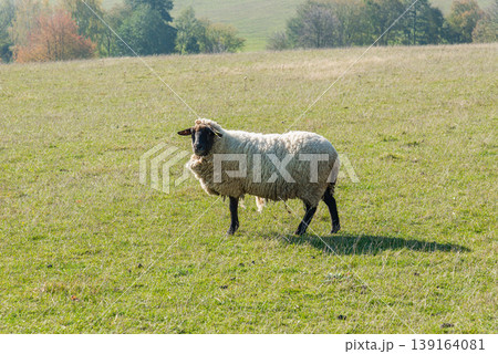Single sheep standing on pasture Single sheep standing on pasture 139164081