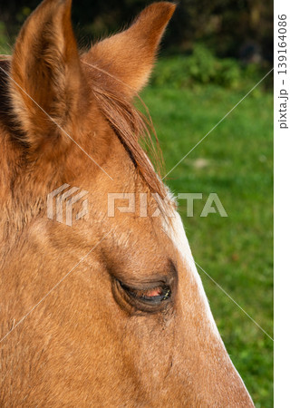 Detail of a brown horse grazing on pasture 139164086