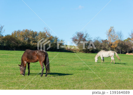 Horses on a pasture during autumn 139164089