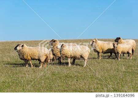 Herd of sheep grazing on pasture Herd of sheep grazing on pasture 139164096