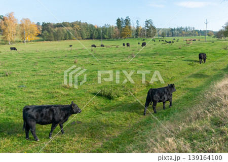 A herd of black cattle on green outdoor pasture A herd of black cattle on green outdoor pasture 139164100