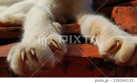 Close-up image of a white cat's paw on red brick. 139164133