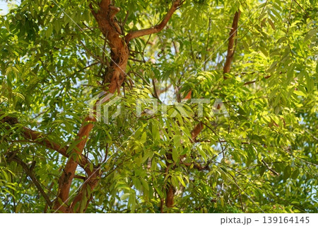 Copper Cherry Tree Crown with Green Leaves 139164145