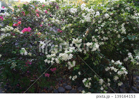 Bougainvillea Flowers in Bloom White and Pink Variety 139164153