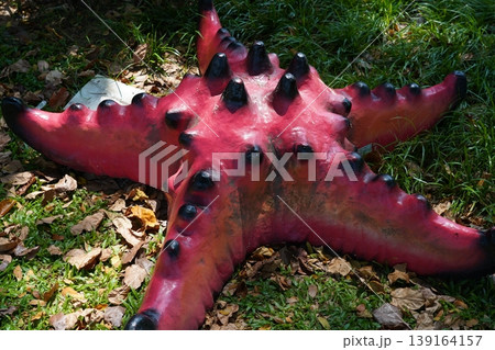 Colorful Horned Sea Star on Grass and Leaves 139164157