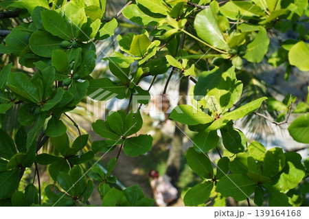 Terminalia catappa Trees Bright Green Leaves View From Above Terminalia catappa Trees Bright Green Leaves View From Above 139164168