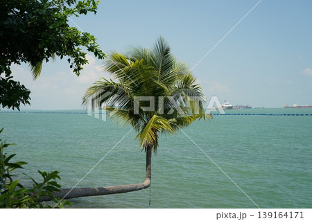 Coconut Palm Tree over Turquoise Ocean Water View Coconut Palm Tree over Turquoise Ocean Water View 139164171