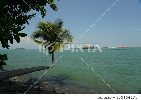 Tropical Beach with Coconut Palm Trees and Ocean View Tropical Beach with Coconut Palm Trees and Ocean View 139164175