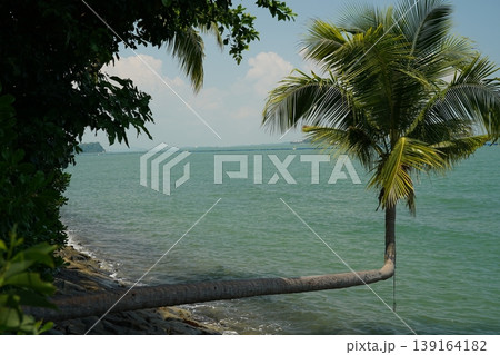 Ocean view with palm tree and clear water landscape Ocean view with palm tree and clear water landscape 139164182