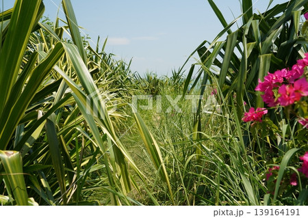 Lush Green Path to the Ocean on a Sunny Day 139164191