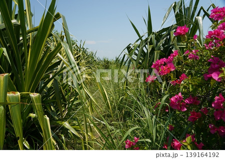Lush Green Path with Bougainvillea Spectabilis Blooms 139164192