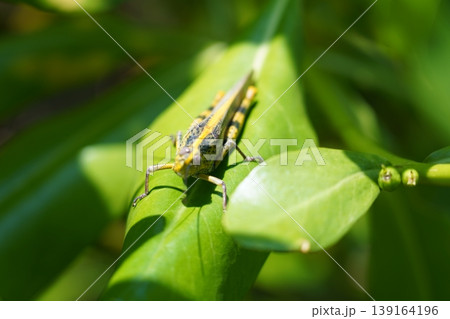 Elegant Grasshopper on Lush Green Leaf Close Up View Elegant Grasshopper on Lush Green Leaf Close Up View 139164196