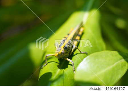 Grasshopper resting on bright green leaf outdoors daytime Grasshopper resting on bright green leaf outdoors daytime 139164197
