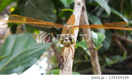 Close-up photo of an orange dragonfly perched on a branch with its wings open. Close-up photo of an orange dragonfly perched on a branch with its wings open. 139164199