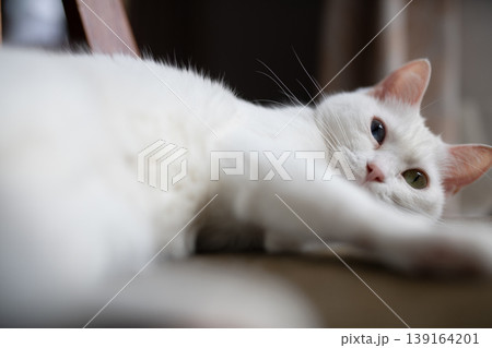 椅子の上でくつろぐオッドアイの白い猫と柔らかな光 139164201