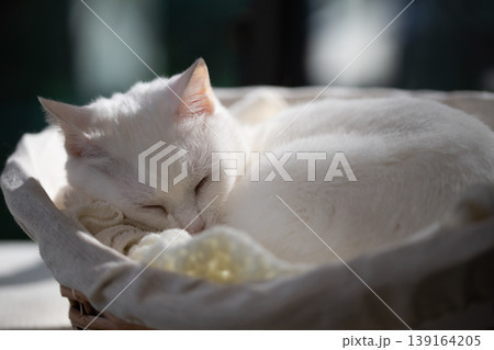 窓際のカゴの中で日向ぼっこをしながら眠る白猫 139164205