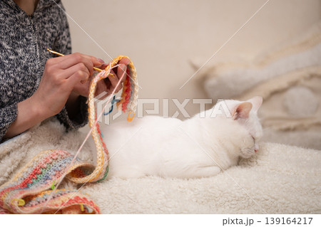 編み物をする飼い主の傍らでリラックスするオッドアイの白猫 編み物をする飼い主の傍らでリラックスするオッドアイの白猫 139164217