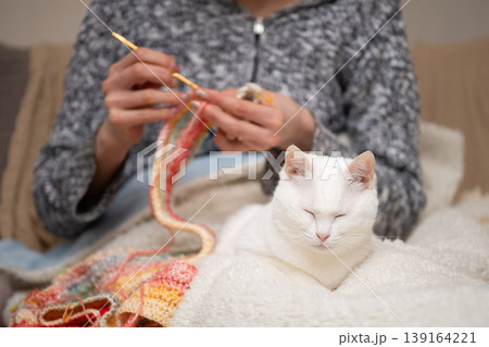 編み物をする飼い主の傍らでリラックスするオッドアイの白猫 139164221