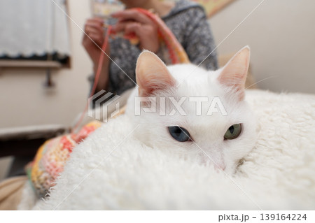 編み物をする飼い主の傍らでリラックスするオッドアイの白猫 編み物をする飼い主の傍らでリラックスするオッドアイの白猫 139164224