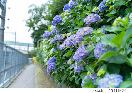 線路沿いの道に咲き誇る紫陽花　初夏の散歩道 139164244