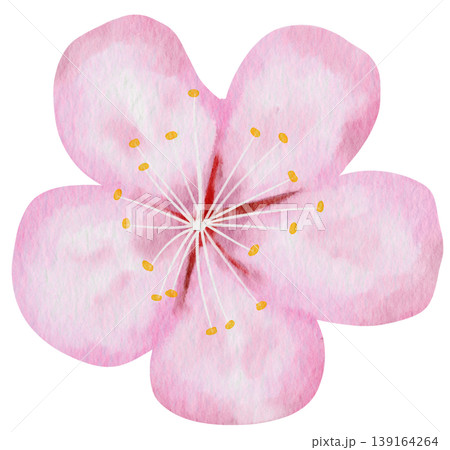Pink Cherry Blossom Flower Watercolor Illustration Isolated on Transparent Background Pink Cherry Blossom Flower Watercolor Illustration Isolated on Transparent Background 139164264