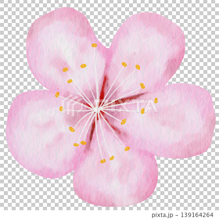 Pink Cherry Blossom Flower Watercolor Illustration Isolated on Transparent Background Pink Cherry Blossom Flower Watercolor Illustration Isolated on Transparent Background 139164264