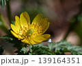 早春に咲く福寿草（フクジュソウ）の花 139164351