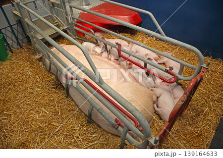 Farrowing Crate Sow Piglets Farrowing Crate Sow Piglets 139164633