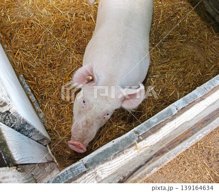 Floppy Eared Pig Floppy Eared Pig 139164634
