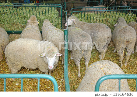 Holding Pen Sheep Farm 139164636