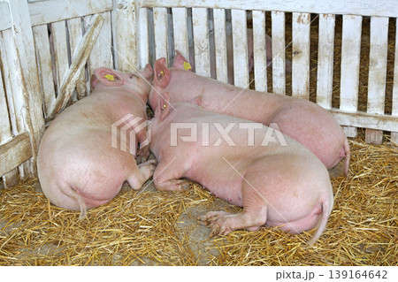 Three Pigs Sleeping Three Pigs Sleeping 139164642
